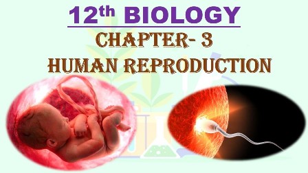 Biology Chapter – Human Reproduction