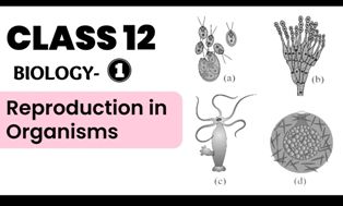 NCERT Solutions for Class 12 Biology Chapter 1 Reproduction in Organisms – 1
