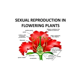 sexual-reproduction-in-flowering-plants-1-320